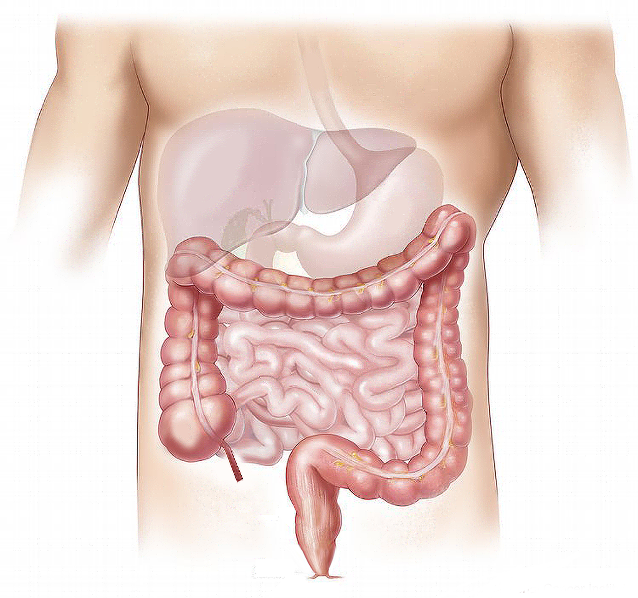 Ostéopathie reflux gastrique